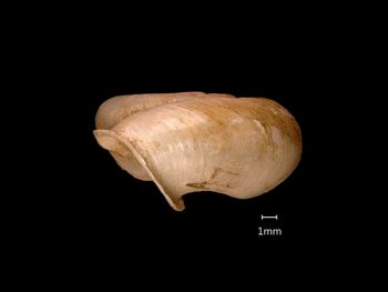 Media type: image;   Malacology 169311 Aspect: lateral